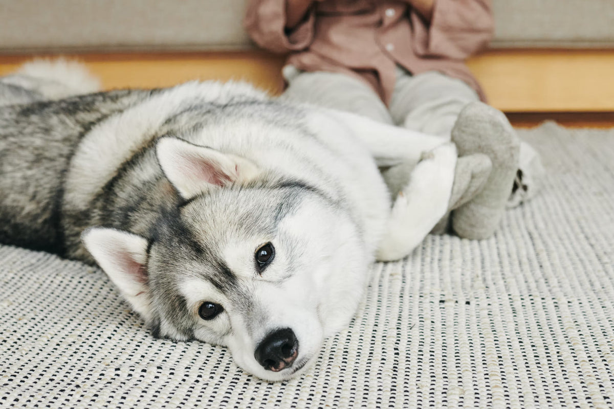 犬がごはんを食べない原因とは?考えられる理由と見直しポイントを解説