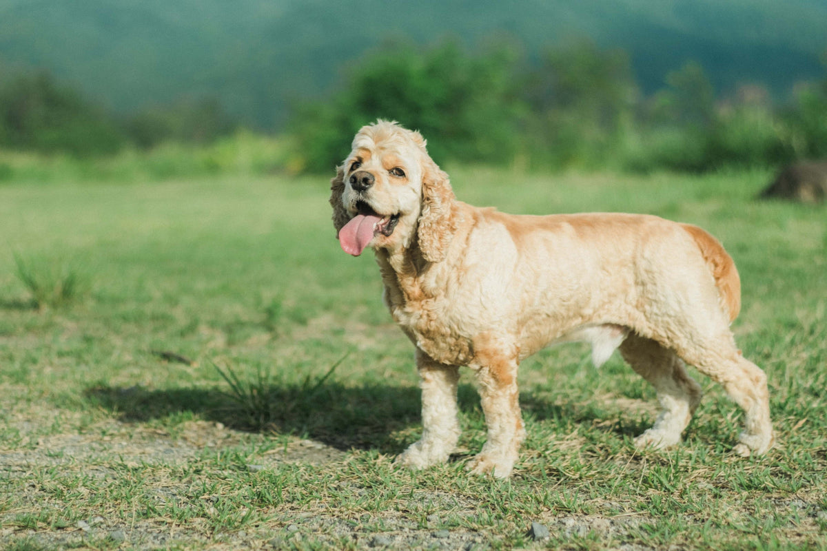 愛犬の飲水量は足りている?水分不足の原因と生食による水分補給の考え方