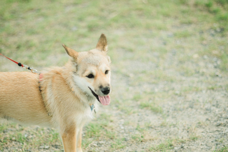 犬のエイジングケアは何歳から?老化のサインと知っておくべき基本ケア