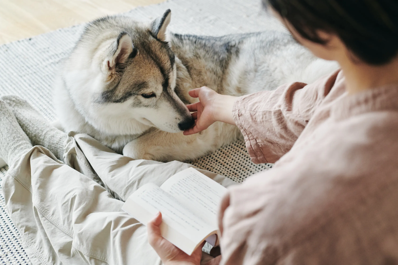 犬が下痢をしやすい原因は?毎日の食事で気をつけたいポイント