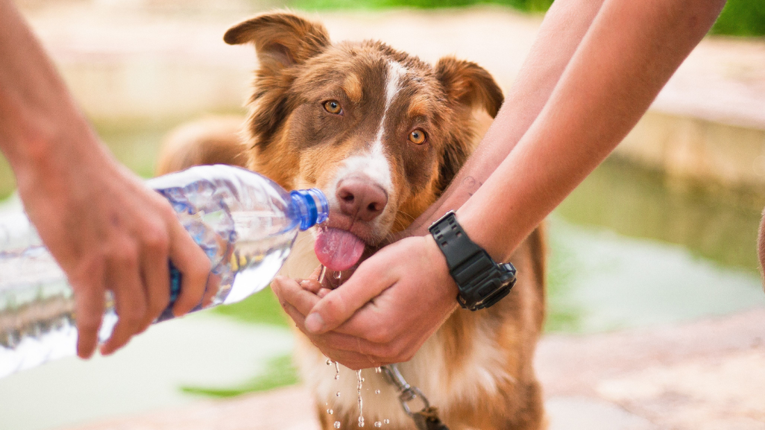 ペットボトルから水を飲む犬