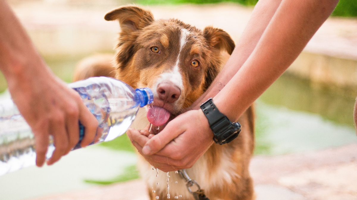 ペットボトルから水を飲む犬