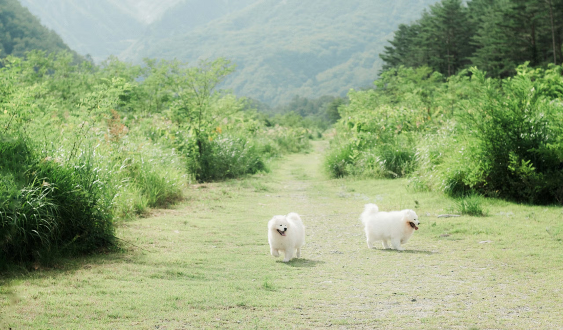 世界へ広がる生食ブーム : 愛犬の健康を考える海外のペット栄養学から学ぶ