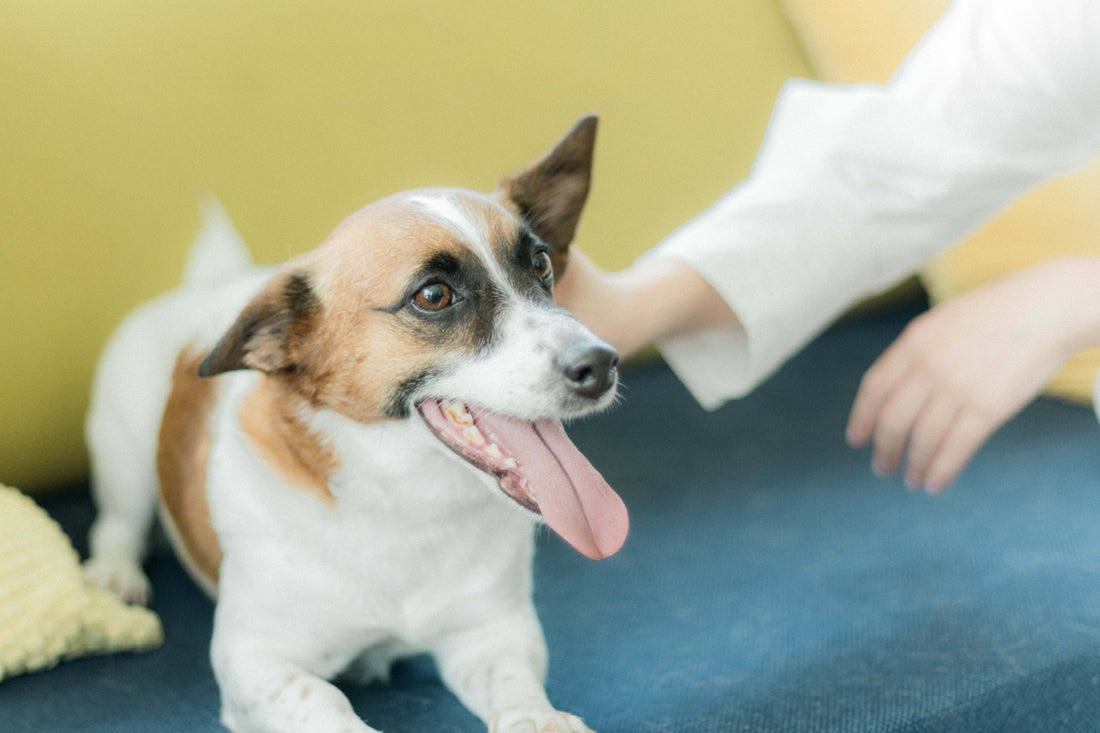 犬のアレルギーは食べ物が原因？仕組みや症状、対策を専門家が解説