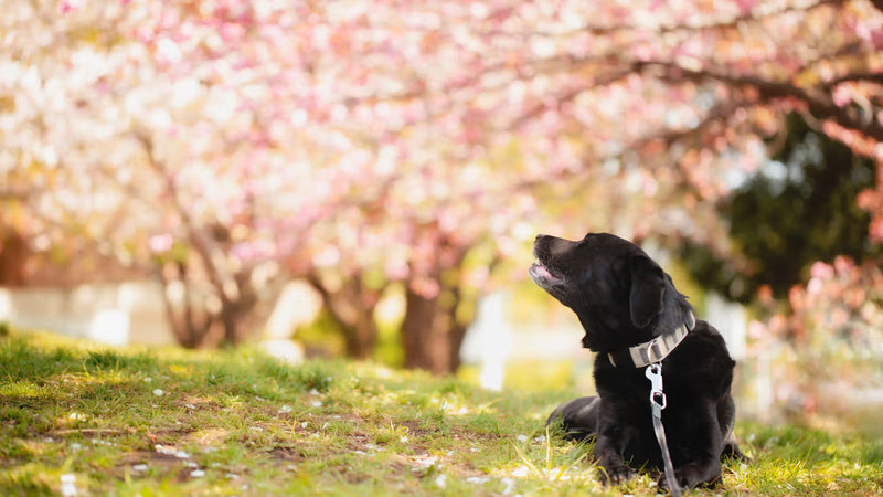 フードを変えても治らない？犬の皮膚トラブルの本当の原因と正しい対策
