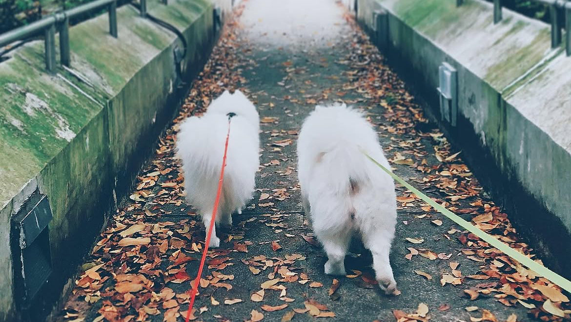 アニーズパントリー創業ストーリー｜1頭のサモエドから始まった犬の食事改革