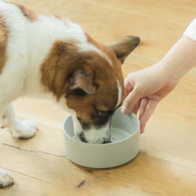 アニーズパントリーの生食フレッシュドッグフードを食べている犬