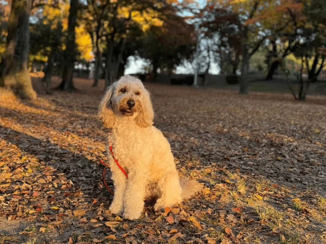 夕暮れの公園でじっと待っている犬